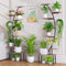 Plant Stands Grow Lights